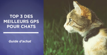 Top 3 des meilleurs GPS pour chat